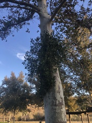 Phoradendron macrophyllum