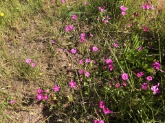 Oxalis
