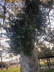 Phoradendron macrophyllum