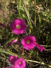 Oxalis