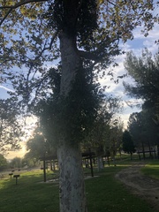 Phoradendron macrophyllum