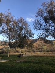 Phoradendron macrophyllum