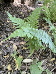 Blechnum hastatum