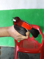 Ramphocelus dimidiatus