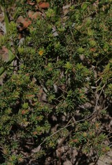 Pultenaea rostrata