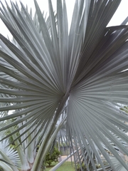 Bismarckia