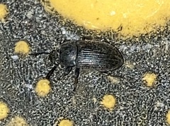 Blapstinus