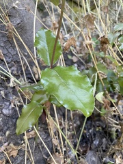 Cryptocarya alba
