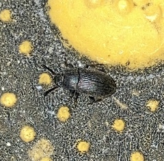 Blapstinus