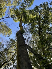 Cryptocarya alba