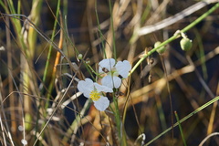 Sagittaria