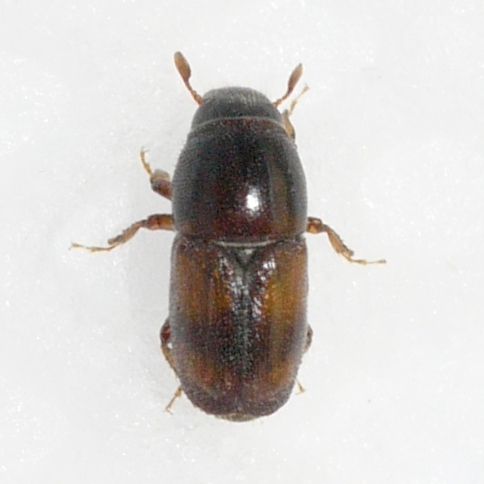 Banded Elm Bark Beetle photo 2