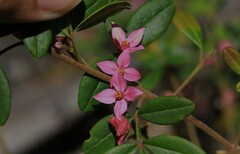 Boronia umbellata