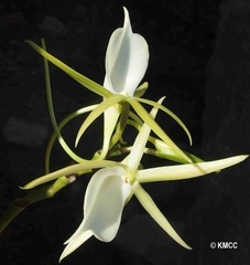 Angraecum praestans image