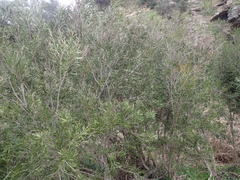 Melaleuca paludicola