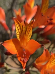 Alstroemeria ligtu