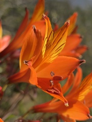 Alstroemeria ligtu