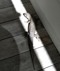 Egernia kingii
