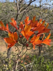 Alstroemeria ligtu