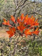 Alstroemeria ligtu