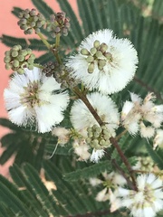 Acaciella angustissima