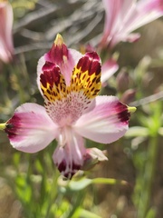 Alstroemeria pulchra