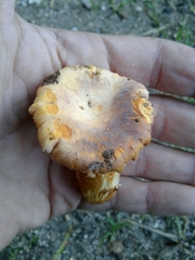 Cantharellus amethysteus