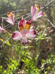Alstroemeria pulchra