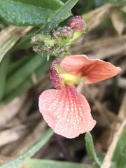 Macroptilium gibbosifolium