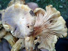 Cantharellus amethysteus