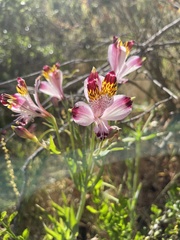 Alstroemeria pulchra