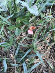 Macroptilium gibbosifolium