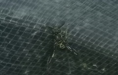 Polybia plebeja
