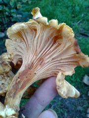Cantharellus amethysteus