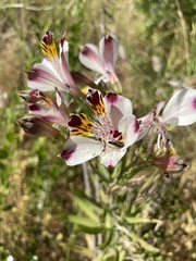 Alstroemeria pulchra