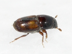 Scolytus schevyrewi