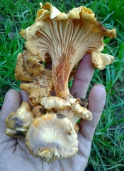 Cantharellus amethysteus
