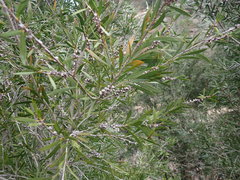 Melaleuca paludicola