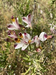 Alstroemeria pulchra
