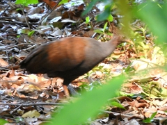 Megapodius reinwardt