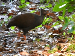 Megapodius reinwardt