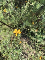 Dyssodia tagetiflora