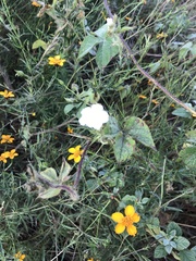 Dyssodia tagetiflora
