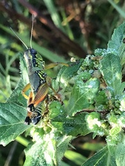 Melanoplini