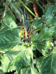 Melanoplini