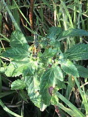 Melanoplini