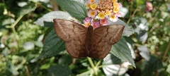Achlyodes