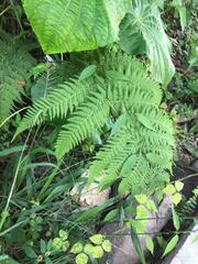 Macrothelypteris