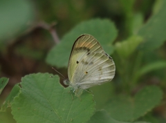 Colotis etrida