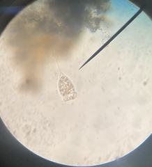 Sessilida